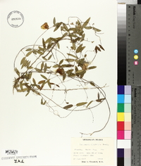 Centrosema virginianum image