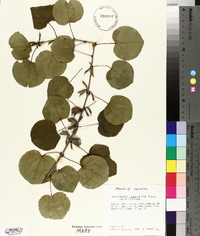 Cercidiphyllum japonicum image