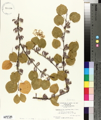 Cercidiphyllum japonicum image