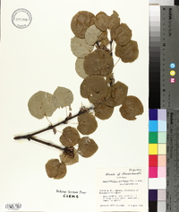 Cercidiphyllum japonicum image