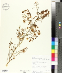 Parkinsonia microphylla image