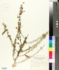 Cercidium macrum image