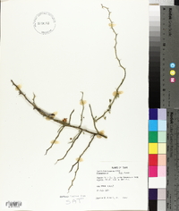 Parkinsonia texana image