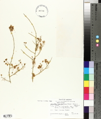 Parkinsonia microphylla image