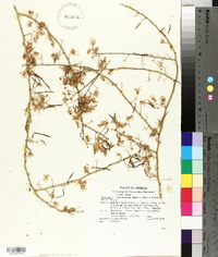 Parkinsonia microphylla image