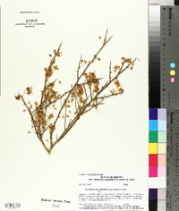 Parkinsonia microphylla image