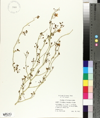 Parkinsonia florida image