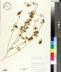 Parkinsonia florida image