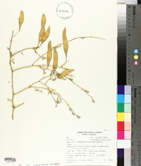 Parkinsonia florida image