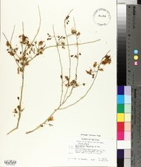 Parkinsonia florida image