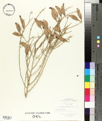 Parkinsonia florida image