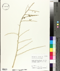 Parkinsonia florida image