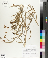 Crotalaria intermedia image