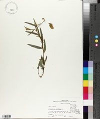 Crotalaria sagittalis image