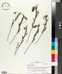 Crotalaria sagittalis image