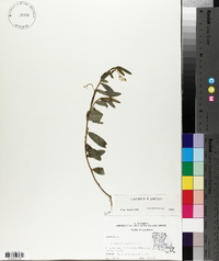 Crotalaria sagittalis image