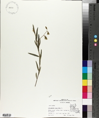 Crotalaria sagittalis image