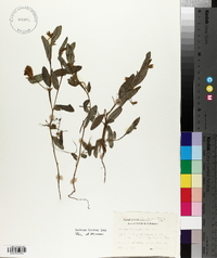 Crotalaria sagittalis image