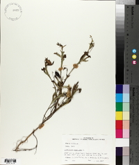Crotalaria sagittalis image