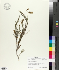 Crotalaria sagittalis image