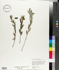 Crotalaria sagittalis image