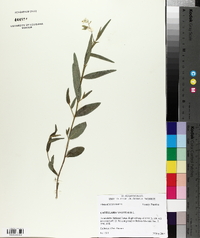 Crotalaria sagittalis image