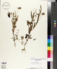Crotalaria sagittalis image