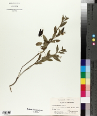 Crotalaria sagittalis image