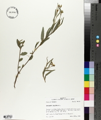 Crotalaria sagittalis image