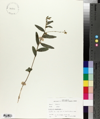 Crotalaria sagittalis image
