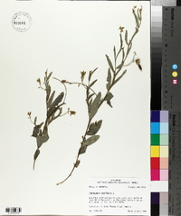 Crotalaria sagittalis image