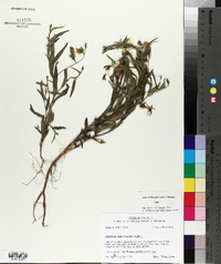 Crotalaria sagittalis image