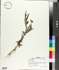 Crotalaria sagittalis image