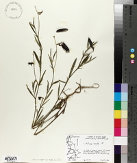 Crotalaria purshii image