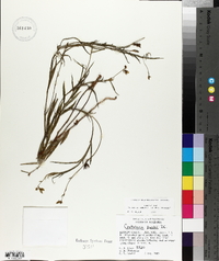 Crotalaria purshii image