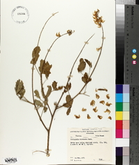Crotalaria pallida var. obovata image