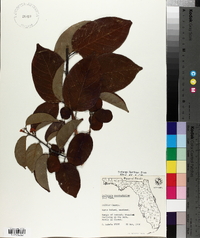 Dalbergia ecastaphyllum image