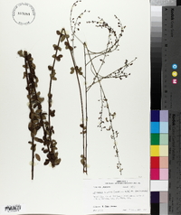 Desmodium ciliare image