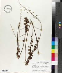 Desmodium ciliare image