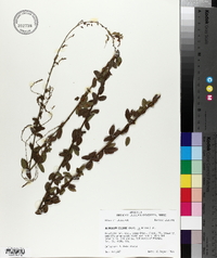 Desmodium ciliare image