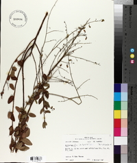 Desmodium ciliare image