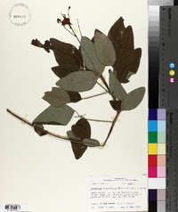 Desmodium cuspidatum image