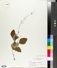 Desmodium glabellum image