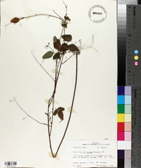 Desmodium glabellum image