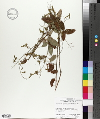 Desmodium glabellum image