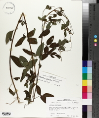 Desmodium glabellum image