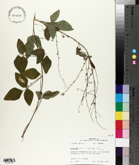 Desmodium glabellum image