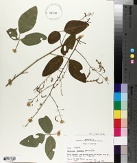 Desmodium glabellum image