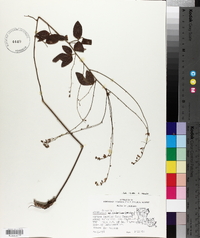 Desmodium glabellum image