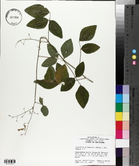 Desmodium glabellum image